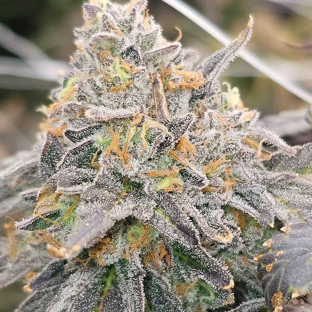 Karma Genetics - Zowahh Fresca - Fem. 6 Seeds