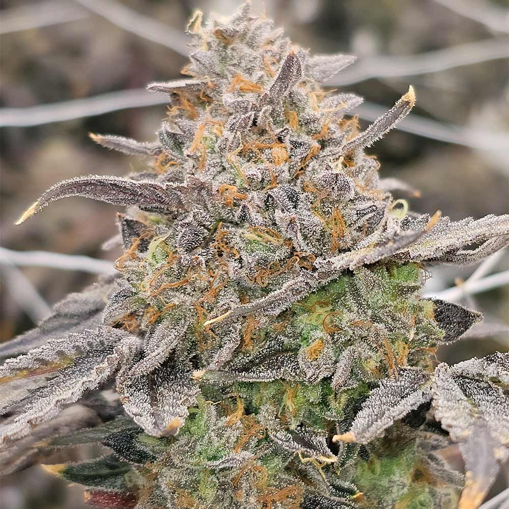 Karma Genetics - Zowahh Fresca - Fem. 6 Seeds